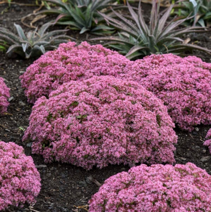 Rock 'N Round&reg; 'Pride and Joy' - Sedum (Stonecrop) from Winding Creek Nursery